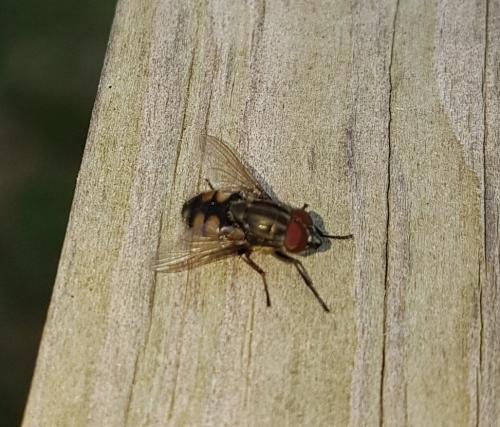 Stomorhina lunata